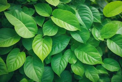 The primary subject of the image is a large green plant with many leaves. The plant is growing in a lush green environment, surrounded by a forest of green leaves. The visual style of the image is a close-up of the plant, showcasing its intricate details. The colors and mood of the image are vibrant and serene, with the green leaves creating a sense of tranquility and natural beauty.