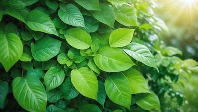 The image features a lush green plant with large leaves, possibly a fern or a leafy green plant. The plant is growing in a forest-like environment, surrounded by other plants and leaves. The visual style of the image is a close-up of the plant, showcasing its intricate details. The colors and mood of the image are predominantly green, creating a serene and natural atmosphere.