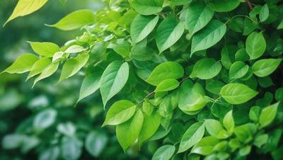 The primary subject of the image is a large green leafy plant with many leaves. The plant is situated in a lush green environment, surrounded by other green leaves. The visual style of the image is a close-up of the plant, showcasing its intricate details. The dominant colors in the image are green, which creates a serene and natural atmosphere.