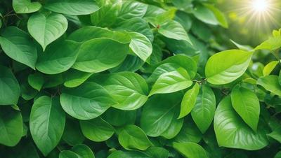 The image features a lush green plant with large leaves, possibly a tree or a bush. The plant is situated in a green environment, and the visual style appears to be a photo of the plant. The dominant colors in the image are green, which creates a calm and serene atmosphere. The plant's leaves are large and prominent, filling the majority of the image, and they provide a sense of depth and texture to the scene.