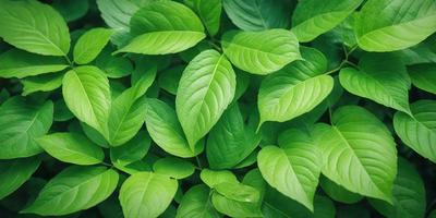 The image features a large green plant with many leaves, creating a lush and vibrant scene. The plant is the primary subject, and it is set against a backdrop of a forest. The visual style of the image is a photo, capturing the natural beauty of the plant. The dominant colors in the image are green, which creates a sense of freshness and vitality.