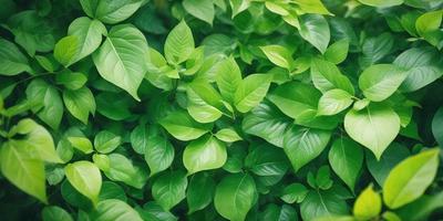 The image features a lush green plant with large leaves, creating a dense and vibrant forest-like setting. The plant is the primary subject, and its leaves are the main focus of the image. The setting is a natural environment, with the plant growing in a forest or a similar habitat. The visual style is a close-up of the plant, showcasing its intricate details and textures. The colors and mood of the image are predominantly green, conveying a sense of freshness and vitality.