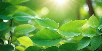The primary subject of the image is a close-up of a leaf, which is the main object in the scene. The leaf is green and appears to be a part of a larger plant. The setting is a bright, sunny day, with sunlight shining through the leaves. The visual style of the image is a close-up, which emphasizes the details of the leaf. The colors in the image are predominantly green, which gives the scene a fresh and natural atmosphere.