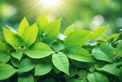 The primary subject of the image is a close-up of a leafy plant with green leaves. The setting is a bright, sunny day, and the visual style is a photo of the plant. The colors in the image are predominantly green, which gives the scene a fresh and lively atmosphere.