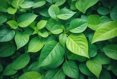 The image features a lush green forest filled with green leaves. The primary subject is a close-up of a leaf, showcasing its vibrant green color. The setting is a dense forest with many trees, creating a serene and natural atmosphere. The visual style is a realistic representation of the leaf and its surroundings. The colors and mood convey a sense of tranquility and connection to nature.