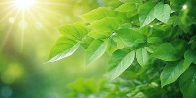 The primary subject of the image is a leafy green plant with large leaves. The plant is situated in a bright, sunny environment, which adds to the overall atmosphere of the scene. The visual style of the image is a photo, capturing the natural beauty of the plant in its surroundings. The colors and mood of the image are predominantly green, with the bright sunlight creating a warm and inviting atmosphere.