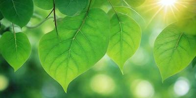 The primary subject of the image is a leaf, which is the main object, scene, or focus of the image. The leaf is green and appears to be a leaf from a tree. The setting or background of the image is a bright, sunny day, with the leaf hanging in the air. The visual style of the image is a photo, capturing the leaf in its natural environment. The colors and mood of the image are bright and lively, with the green leaf being the dominant color and creating a cheerful atmosphere.