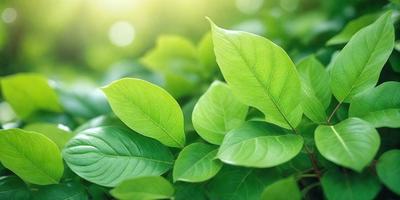 The primary subject of the image is a close-up of a leafy green plant with a bright green leaf. The plant is surrounded by a lush green background, which adds to the overall atmosphere of the image. The visual style of the image is a photo, capturing the intricate details of the plant and its surroundings. The colors and mood of the image are predominantly green, creating a sense of freshness and vitality.