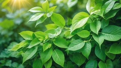 The primary subject of the image is a close-up of a leafy green plant with a bright green background. The plant is surrounded by a lush green forest, creating a serene and natural atmosphere. The visual style of the image is a photo, capturing the intricate details of the plant and its environment. The colors and mood of the image are predominantly green, reflecting the natural setting and the plant's vibrant, healthy appearance.
