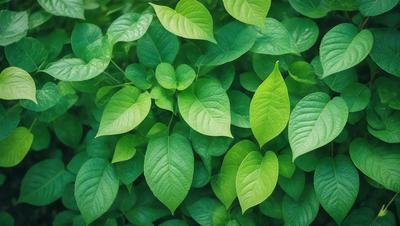 The primary subject of the image is a close-up of a leafy green plant with large green leaves. The plant is surrounded by a lush green environment, which adds to the overall atmosphere of the image. The visual style of the image is a close-up of the plant, showcasing its details and texture. The colors in the image are predominantly green, which creates a calm and serene mood.