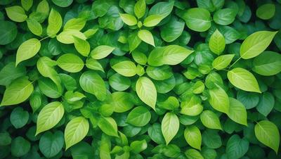 The image features a lush green plant with large leaves, creating a dense and vibrant forest-like setting. The primary subject is the green plant, which is the main focus of the image. The setting is a natural environment, with the plant growing in a field. The visual style is a close-up of the plant, showcasing its intricate details. The colors and mood of the image are predominantly green, giving it a serene and peaceful atmosphere.