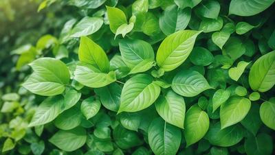 The primary subject of the image is a close-up of a leafy green plant with large green leaves. The plant is surrounded by a lush green environment, which adds to the overall atmosphere of the image. The visual style of the image is a close-up of the plant, showcasing its details and texture. The colors in the image are predominantly green, which creates a calm and serene mood.