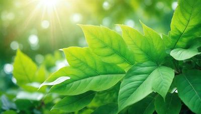 The primary subject of the image is a large green leaf, which is the main focus of the scene. The leaf is situated in a lush green environment, surrounded by other green leaves. The visual style of the image is a photo, capturing the natural beauty of the leaf and its surroundings. The dominant colors in the image are green, which creates a serene and calming atmosphere.