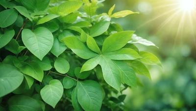The primary subject of the image is a leafy green plant with large leaves. The plant is situated in a lush green environment, surrounded by other green plants. The visual style of the image is a photo, capturing the natural beauty of the plant. The colors and mood of the image are predominantly green, creating a serene and peaceful atmosphere.