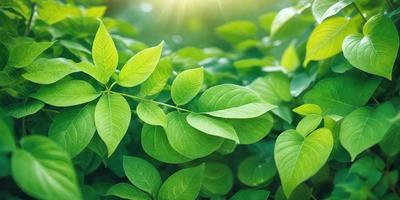 The primary subject of the image is a close-up of a leafy green plant with a bright sunlight shining through it. The plant is surrounded by a lush green environment, which adds to the overall atmosphere of the scene. The visual style of the image is a photo, capturing the natural beauty of the plant and its surroundings. The colors and mood of the image are predominantly green, with the bright sunlight creating a warm and inviting atmosphere.