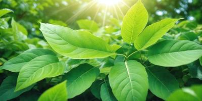 The primary subject of the image is a close-up of a leafy green plant with sunlight shining on it. The plant is surrounded by a lush green forest, creating a serene and natural atmosphere. The visual style of the image is a photo, capturing the intricate details of the plant and its surroundings. The colors and mood of the image are predominantly green, with the sunlight adding warmth and brightness to the scene.