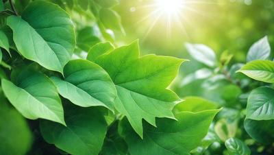 The primary subject of the image is a leafy green plant with large leaves. The plant is situated in a lush green environment, surrounded by other green plants. The visual style of the image is a photo, capturing the natural beauty of the plant and its surroundings. The colors and mood of the image are predominantly green, creating a serene and peaceful atmosphere.
