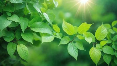 The primary subject of the image is a close-up of a leafy green plant with bright green leaves. The plant is surrounded by a lush green environment, which adds to the overall atmosphere of the image. The visual style of the image is a photo, capturing the details of the plant and its surroundings. The colors and mood of the image are predominantly green, creating a sense of freshness and vitality.