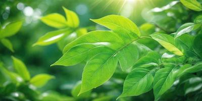 The primary subject of the image is a leaf, which is the main object, scene, or focus of the image. The leaf is green and is situated in a setting with a background of green leaves. The visual style of the image is a photo, capturing the natural beauty of the leaf. The colors and mood of the image are predominantly green, creating a serene and natural atmosphere.