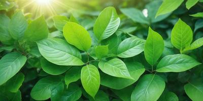 The primary subject of the image is a close-up of a leafy green plant with a bright sunlight shining on it. The plant is surrounded by a lush green environment, which adds to the overall atmosphere of the scene. The visual style of the image is a photo, capturing the natural beauty of the plant and its surroundings. The colors and mood of the image are predominantly green, with the bright sunlight creating a warm and inviting atmosphere.