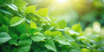 The image features a lush green plant with large leaves, possibly a tree or a bush. The plant is situated in a bright, sunny environment, with sunlight shining on it. The visual style of the image is a photo, capturing the natural beauty of the plant in its surroundings. The colors in the image are predominantly green, with some yellow and brown tones, creating a serene and peaceful atmosphere.
