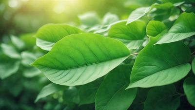 The primary subject of the image is a leaf, which is the main object, scene, or focus of the image. The leaf is green and is situated in a setting with a background of green leaves. The visual style of the image is a photo, capturing the natural beauty of the leaf. The colors and mood of the image are predominantly green, creating a serene and natural atmosphere.