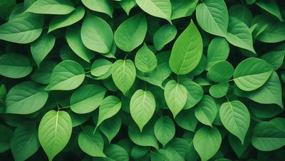 The primary subject of the image is a large group of green leaves, which are the main objects in the scene. The leaves are arranged in a dense, leafy pattern, creating a lush and vibrant visual style. The setting is a green background, which further emphasizes the natural and fresh appearance of the leaves. The overall atmosphere is one of growth, vitality, and abundance.