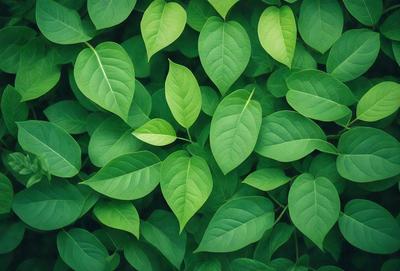 The primary subject of the image is a large group of green leaves, which are the main objects in the scene. The leaves are arranged in a dense, leafy pattern, creating a lush and vibrant visual style. The setting is a green background, which further emphasizes the natural and fresh appearance of the leaves. The overall atmosphere is one of growth, vitality, and abundance.