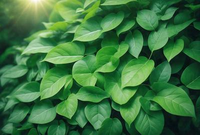 The primary subject of the image is a large, lush green plant with many leaves. The plant is growing in a sunny environment, and its leaves are vibrant and healthy. The visual style of the image is a close-up of the plant, showcasing its details and texture. The colors and mood of the image are predominantly green, which gives a sense of freshness and vitality.