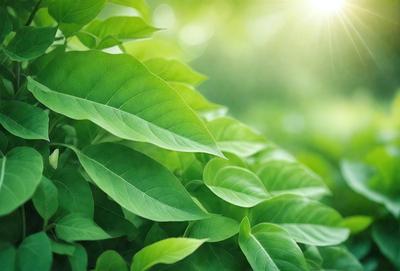 The primary subject of the image is a large green leaf, which is the main focus of the scene. The leaf is situated in a lush green environment, surrounded by other green leaves. The visual style of the image is a photo, capturing the natural beauty of the leaf and its surroundings. The colors in the image are predominantly green, creating a serene and calming atmosphere.