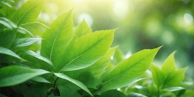 The primary subject of the image is a close-up of a leaf, possibly a green plant or a leafy plant. The setting is a bright, sunny outdoor environment, with the leaf being the main focus of the scene. The visual style appears to be a photo, as it captures the natural details of the leaf. The colors in the image are predominantly green, which gives the scene a fresh and lively atmosphere.