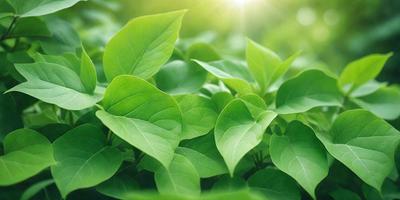 The primary subject of the image is a large group of green leaves, which are the main objects in the scene. The leaves are arranged in a dense, leafy pattern, creating a lush and vibrant atmosphere. The setting is outdoors, with the leaves growing on a tree or bush. The visual style of the image is a close-up of the leaves, showcasing their intricate details and textures. The colors in the image are predominantly green, which adds to the natural and serene mood of