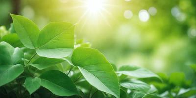 The primary subject of the image is a leafy green plant with a bright sun shining on it. The plant is surrounded by a lush green environment, which adds to the overall atmosphere of the scene. The visual style of the image is a photo, capturing the natural beauty of the plant and its surroundings. The colors in the image are predominantly green, with the bright sunlight adding a warm and inviting touch to the scene.