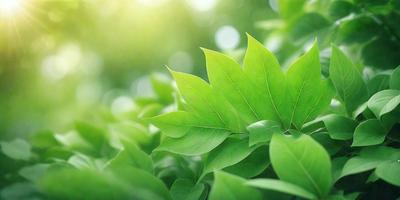 The primary subject of the image is a leaf, which is the main object, scene, or focus of the image. The leaf is green and is situated in a lush green environment, surrounded by other green leaves. The visual style of the image is a photo, capturing the natural beauty of the leaf in its natural setting. The colors and mood of the image are predominantly green, creating a serene and peaceful atmosphere.