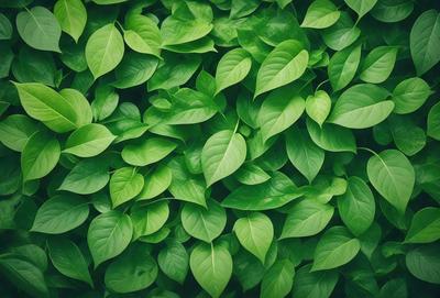 The image features a lush green plant with large leaves, creating a dense and vibrant forest-like scene. The plant is the primary subject, and its leaves are the main objects in the image. The setting is a natural environment, with the plant growing in a field or a forest. The visual style is a close-up of the plant, showcasing its intricate details. The colors and mood of the image are predominantly green, conveying a sense of freshness and vitality.