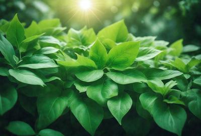 The primary subject of the image is a large green plant with many leaves. The plant is situated in a forest setting, surrounded by trees and other plants. The visual style of the image is a photo, capturing the natural beauty of the plant and its environment. The dominant colors in the image are green, which is the color of the plant, and brown, which is the color of the forest floor. The overall atmosphere of the image is serene and peaceful, showcasing the beauty of nature.