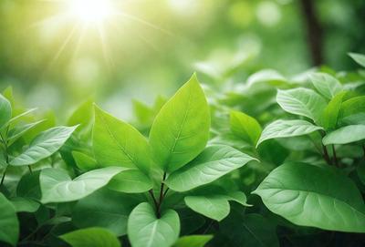 The primary subject of the image is a leafy green plant with a bright green leaf. The plant is situated in a lush green forest, surrounded by other plants. The visual style of the image is a photo, capturing the natural beauty of the plant and its environment. The colors and mood of the image are predominantly green, creating a serene and peaceful atmosphere.