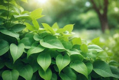 The image features a lush green plant with large leaves, possibly a tree or a bush. The plant is situated in a sunny, grassy area, which provides a bright and natural setting for the scene. The visual style of the image is a photo, capturing the vibrant colors and details of the plant. The dominant colors in the image are green, which is the color of the plant, and the sunlight, which creates a warm and inviting atmosphere.