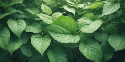The primary subject of the image is a close-up of a leafy plant with green leaves. The setting is a lush green forest, and the visual style is a photo. The dominant colors are green, and the overall atmosphere is serene and natural.