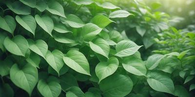 The image features a lush green forest filled with green leaves and plants. The primary subject is a close-up of a leafy plant, showcasing its vibrant green color. The setting is a natural environment, with the plants and leaves covering the ground. The visual style is a realistic representation of the forest, capturing the beauty of the greenery. The colors and mood of the image are predominantly green, creating a serene and peaceful atmosphere.