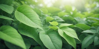 The primary subject of the image is a large green leaf, which is the main focus of the scene. The leaf is situated in a lush green environment, surrounded by other green leaves. The visual style of the image is a photo, capturing the natural beauty of the leaf and its surroundings. The colors in the image are predominantly green, creating a serene and calming atmosphere.