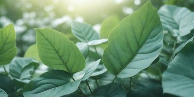 The primary subject of the image is a leaf, which is the main object, scene, or focus of the image. The leaf is green and is situated in a lush green environment, surrounded by other green leaves. The visual style of the image is a photo, capturing the natural beauty of the leaf and its surroundings. The colors and mood of the image are predominantly green, creating a serene and peaceful atmosphere.