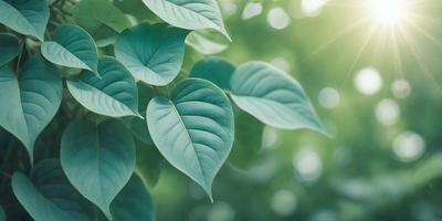 The primary subject of the image is a leafy green plant with large leaves. The plant is situated in a bright, sunny environment, which adds to the overall atmosphere of the scene. The visual style of the image is a close-up of the plant, showcasing its details and texture. The colors in the image are predominantly green, which adds to the natural and serene mood of the scene.