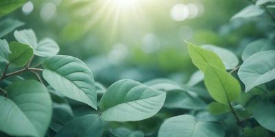 The primary subject of the image is a leaf, which is the main object, scene, or focus of the image. The leaf is situated in a green environment, surrounded by other green leaves. The visual style of the image is a photo, capturing the natural beauty of the leaf and its surroundings. The colors and mood of the image are predominantly green, creating a serene and peaceful atmosphere.