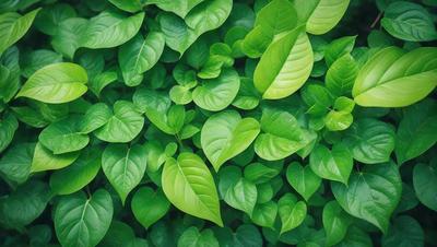 The image features a lush green plant with large leaves, creating a dense and vibrant forest-like setting. The primary subject is the plant, which is the main focus of the image. The setting is a natural environment, with the plant growing in a forest-like area. The visual style is a close-up of the plant, showcasing its intricate details. The colors and mood of the image are predominantly green, conveying a sense of freshness and vitality.