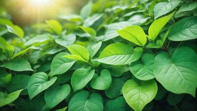 The image features a lush green field with a variety of green leaves. The leaves are scattered throughout the field, creating a vibrant and natural atmosphere. The primary subject of the image is the abundance of green leaves, which are the main focus of the scene. The setting is an outdoor environment, with the leaves being the main subject and the background being the green field. The visual style of the image is a close-up of the green leaves, showcasing their intricate details and textures. The colors and mood