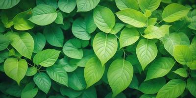 The primary subject of the image is a close-up of a leafy green plant with a dense, leafy background. The plant appears to be a leafy green tree, and the setting is a lush, green environment. The visual style of the image is a close-up of the plant, showcasing its intricate details. The colors and mood of the image are predominantly green, creating a serene and natural atmosphere.