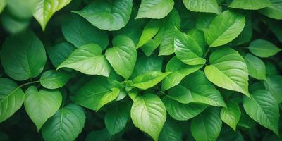 The image features a lush green plant with large leaves, possibly a tree or a bush. The plant is surrounded by a forest-like environment, with other plants and leaves visible in the background. The visual style of the image is a close-up of the plant, showcasing its details and texture. The colors and mood of the image are predominantly green, creating a serene and natural atmosphere.