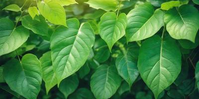 The image features a close-up of a leafy green plant with several leaves. The plant is surrounded by a lush green environment, creating a serene and natural atmosphere. The visual style of the image is a photo, capturing the intricate details of the plant and its leaves. The dominant colors in the image are green, which is prevalent in the plant and its surroundings, and possibly some shades of brown or yellow, depending on the specific type of plant.