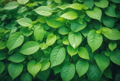 The image features a lush green plant with large leaves, creating a dense and vibrant forest-like setting. The primary subject is the plant, which is the main focus of the image. The setting is a natural environment, with the plant growing in a forest-like area. The visual style is a close-up of the plant, showcasing its intricate details. The colors and mood of the image are predominantly green, conveying a sense of freshness and vitality.